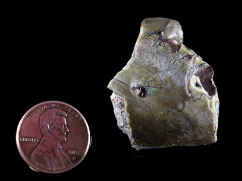 1.4" Oreodont Fossil Jaw Bone Teeth Badlands SD 35 Mil Yrs Old Tooth COA, Stand - Fossil Age Minerals