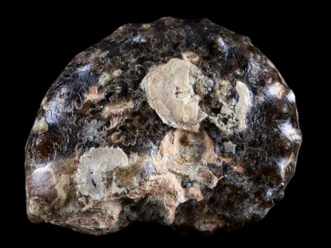 2.8" Mammites Nodosoides Ammonite Fossil Shell Upper Cretaceous Age Morocco - Fossil Age Minerals