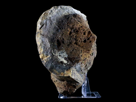 XL 6.8" Chasmosaurus Fossil Femur Judith River FM Cretaceous Dinosaur MT COA - Fossil Age Minerals