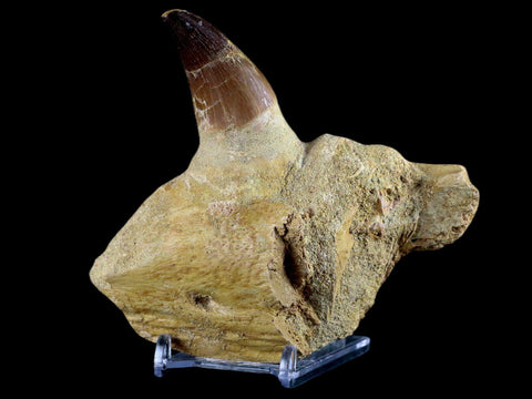 XL 4.6" Mosasaur Prognathodon Fossil Tooth Jaw Cretaceous Dinosaur Era COA Stand - Fossil Age Minerals