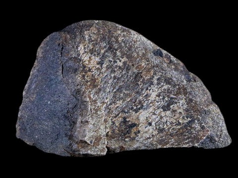 3.4" Lambeosaurus Fossil Bone Judith River FM Montana Cretaceous Dinosaur COA - Fossil Age Minerals