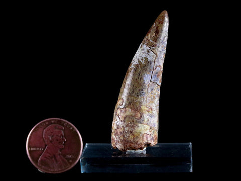 XL 2" Phytosaur Fossil Tooth Triassic Age Archosaur Redonda FM NM COA & Display - Fossil Age Minerals