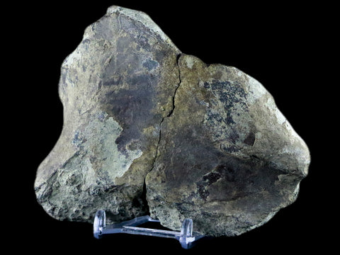 4.5" Diplodocus Bone Fossil Morrison FM Wyoming Jurassic Age Dinosaur COA - Fossil Age Minerals