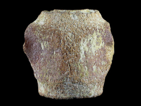 3.7" Fossil Whale Vertebrae York Town Formation Aurora, NC Miocene Age - Fossil Age Minerals