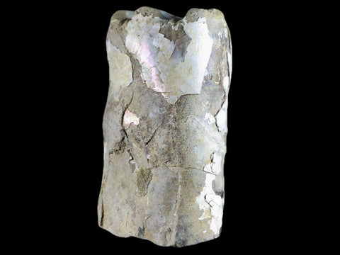 4.3" Baculite Fossil Opalized Cephalopod Late Cretaceous Bear Paw Shale Montana - Fossil Age Minerals