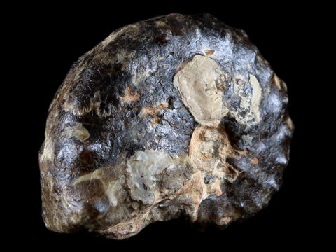 2.8" Mammites Nodosoides Ammonite Fossil Shell Upper Cretaceous Age Morocco - Fossil Age Minerals