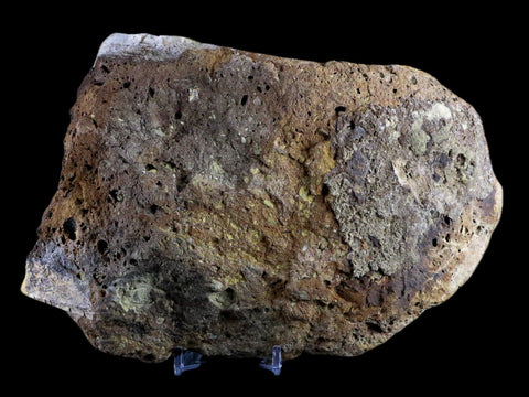 XL 6.8" Chasmosaurus Fossil Femur Judith River FM Cretaceous Dinosaur MT COA - Fossil Age Minerals