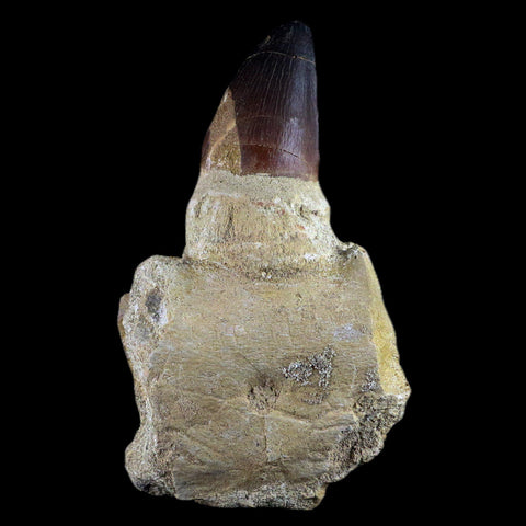 4.8" Mosasaur Prognathodon Fossil Jaw Teeth Cretaceous Dinosaur Era Tooth COA - Fossil Age Minerals