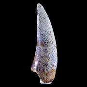 1.9" Phytosaur Fossil Tooth Triassic Age Archosaur Redonda FM NM COA & Display