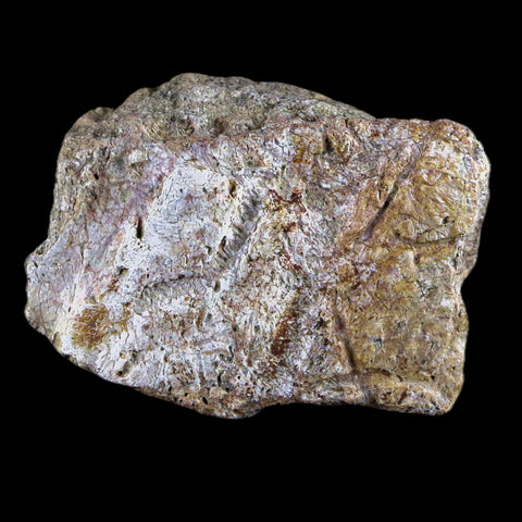 1.9" Centrosaurus Frill Fossil Bone Judith River FM Cretaceous Dinosaur MT COA - Fossil Age Minerals