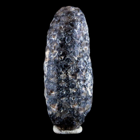 1.8" Fossil Pine Cone Equicalastrobus Replaced By Agate Eocene Age Seeds Fruit - Fossil Age Minerals