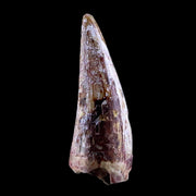 0.6" Phytosaur Fossil Tooth Triassic Age Archosaur Redonda FM NM COA & Display