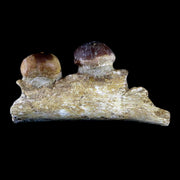 4.3" Globidens Mosasaur Fossil Teeth Jaw Bone Cretaceous Dinosaur Era COA