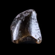 0.2" Dimetrodon Tooth Fossil Permian Age Reptile Waurika Oklahoma COA, Display