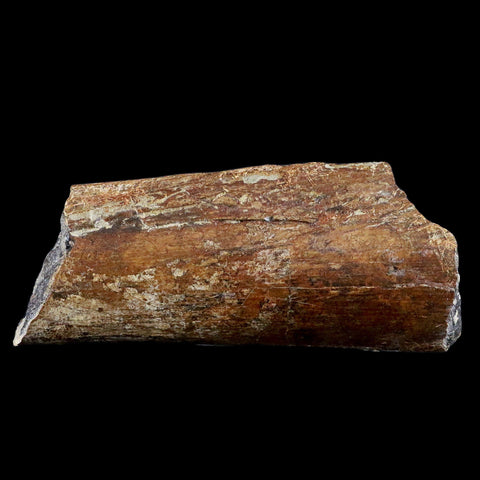 6" Corythosaurus Fossil Ischium Bone Judith River FM MT Cretaceous Dinosaur COA - Fossil Age Minerals