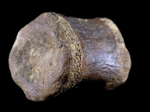 1.5" Brachylophosaurus Fossil Vertebrae Bone Cretaceous Dinosaur Judith River FM COA - Fossil Age Minerals