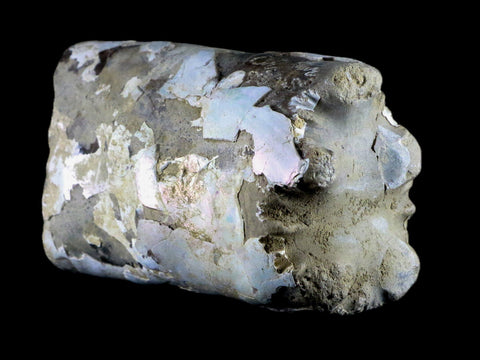4.3" Baculite Fossil Opalized Cephalopod Late Cretaceous Bear Paw Shale Montana - Fossil Age Minerals