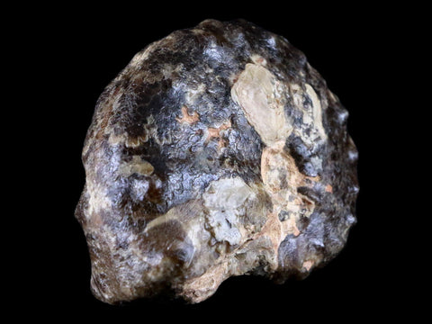 2.8" Mammites Nodosoides Ammonite Fossil Shell Upper Cretaceous Age Morocco - Fossil Age Minerals