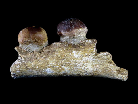 4.3" Globidens Mosasaur Fossil Teeth Jaw Bone Cretaceous Dinosaur Era COA - Fossil Age Minerals