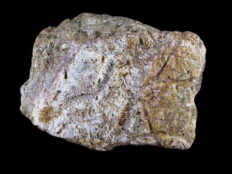1.9" Centrosaurus Frill Fossil Bone Judith River FM Cretaceous Dinosaur MT COA - Fossil Age Minerals