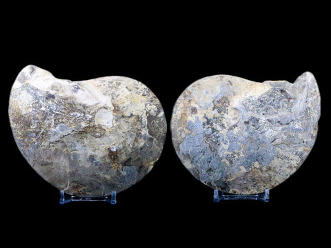4.9" Choffaticeras Ammonite Fossil Cut Pair Shell Cretaceous Age Morocco Stands - Fossil Age Minerals