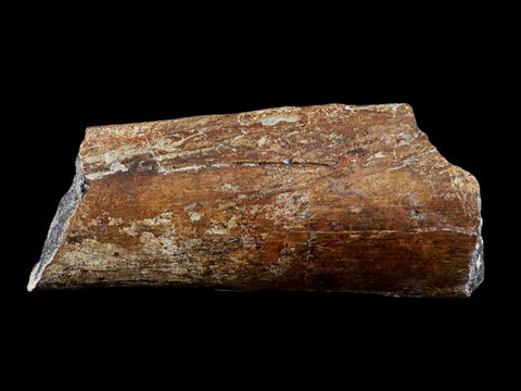 6" Corythosaurus Fossil Ischium Bone Judith River FM MT Cretaceous Dinosaur COA - Fossil Age Minerals