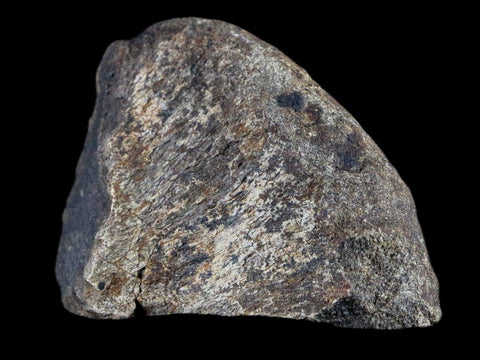 3.4" Lambeosaurus Fossil Bone Judith River FM Montana Cretaceous Dinosaur COA - Fossil Age Minerals