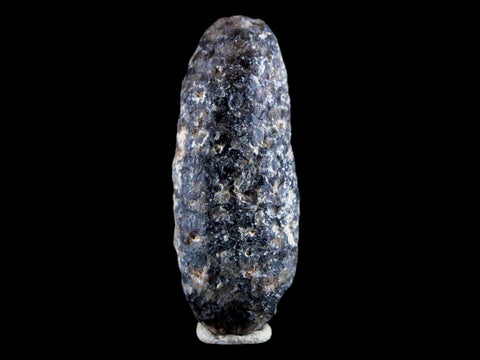 1.8" Fossil Pine Cone Equicalastrobus Replaced By Agate Eocene Age Seeds Fruit - Fossil Age Minerals