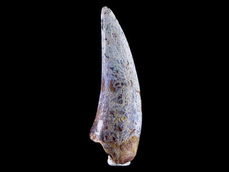 1.9" Phytosaur Fossil Tooth Triassic Age Archosaur Redonda FM NM COA & Display