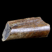 6" Corythosaurus Fossil Ischium Bone Judith River FM MT Cretaceous Dinosaur COA