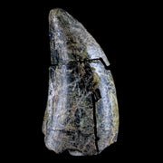 1.7" Tyrannosaurus Rex Fossil Tooth Lance Creek FM Cretaceous Dinosaur WY COA