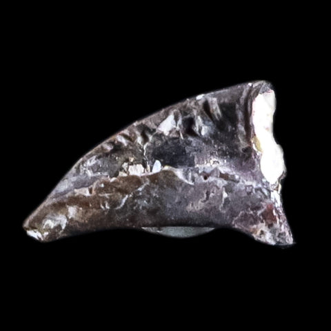 0.3" Dimetrodon Claw Fossil Permian Age Reptile Waurika Oklahoma COA, Display - Fossil Age Minerals