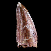 0.8" Phytosaur Fossil Tooth Triassic Age Archosaur Redonda FM NM COA & Display