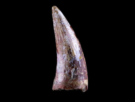 0.6" Phytosaur Fossil Tooth Triassic Age Archosaur Redonda FM NM COA & Display