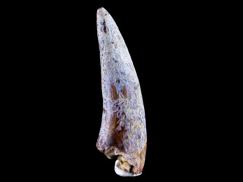 1.9" Phytosaur Fossil Tooth Triassic Age Archosaur Redonda FM NM COA & Display - Fossil Age Minerals