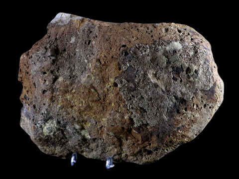 XL 6.8" Chasmosaurus Fossil Femur Judith River FM Cretaceous Dinosaur MT COA - Fossil Age Minerals