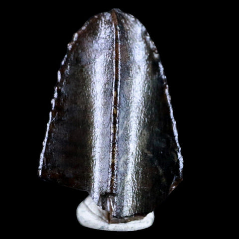 XL 0.7" Gryposaurus Fossil Tooth Duck-Billed  Dinosaur Judith River MT COA, Display - Fossil Age Minerals