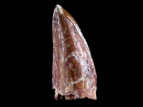 0.8" Phytosaur Fossil Tooth Triassic Age Archosaur Redonda FM NM COA & Display - Fossil Age Minerals
