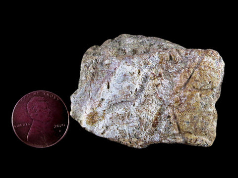 1.9" Centrosaurus Frill Fossil Bone Judith River FM Cretaceous Dinosaur MT COA - Fossil Age Minerals