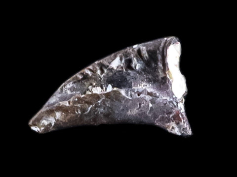 0.3" Dimetrodon Claw Fossil Permian Age Reptile Waurika Oklahoma COA, Display - Fossil Age Minerals