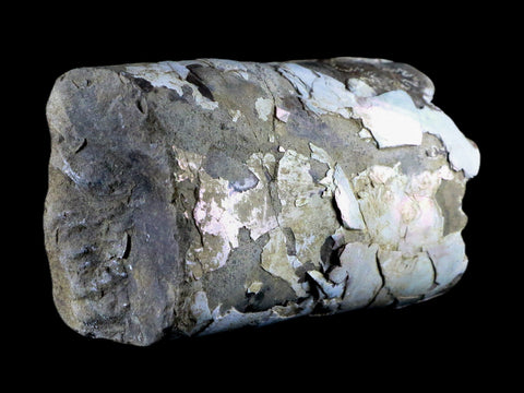 4.3" Baculite Fossil Opalized Cephalopod Late Cretaceous Bear Paw Shale Montana - Fossil Age Minerals