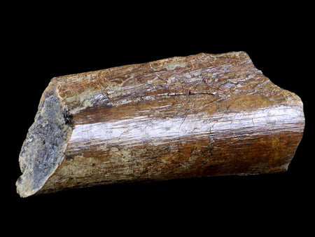 6" Corythosaurus Fossil Ischium Bone Judith River FM MT Cretaceous Dinosaur COA