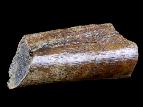 6" Corythosaurus Fossil Ischium Bone Judith River FM MT Cretaceous Dinosaur COA - Fossil Age Minerals