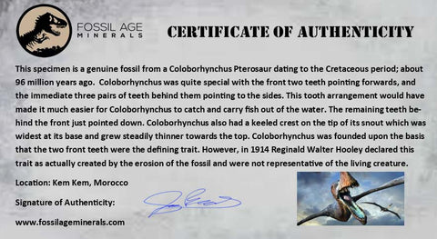 1.2" Pterosaur Coloborhynchus Fossil Tooth Upper Cretaceous Morocco COA & Display - Fossil Age Minerals