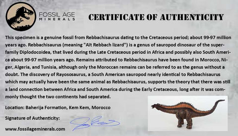 1.7" Rebbachisaurus Sauropod Fossil Tooth Early Cretaceous Dinosaur COA, Stand - Fossil Age Minerals
