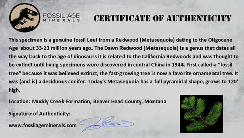 2.8" Detailed Fossil Plant Leafs Metasequoia Dawn Redwood Oligocene Age MT COA - Fossil Age Minerals