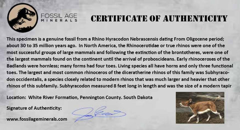 0.7" Running Rhino Hyracodon Nebrascensis Fossil Tooth SD Badlands COA, Display - Fossil Age Minerals