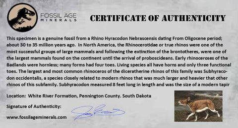 0.9" Running Rhino Hyracodon Nebrascensis Fossil Tooth SD Badlands COA, Display - Fossil Age Minerals