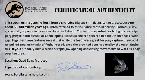 2.7" Saber Toothed Herring Fossil Tooth Jaw Section Enchodus Libycus Cretaceous Age - Fossil Age Minerals
