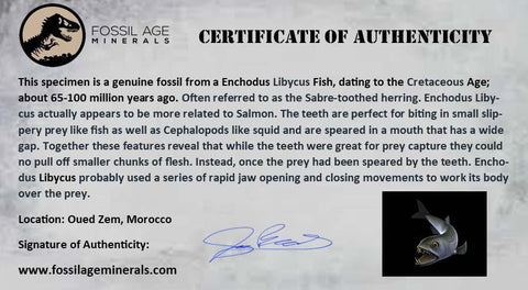 5.9" Saber Toothed Herring Fish Fossil Jaw Matrix In Enchodus Libycus Cretaceous COA - Fossil Age Minerals